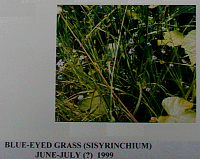 blueeyedgrass.gif