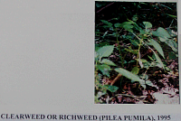 clearweed.gif