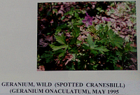 geraniumwild.gif