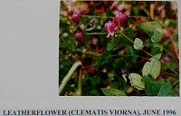 leatherflower.gif