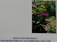 mountainrosebay.gif