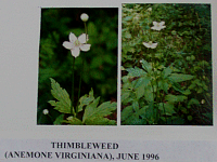 thimbleweed.gif