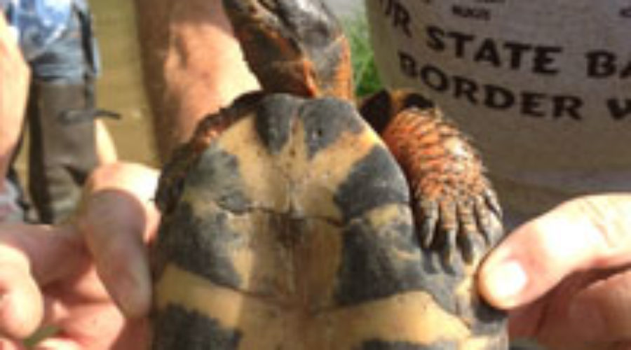 Endangered Wood turtle found during May 13 stream monitoring