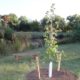 Low-Cost Trees Now Available for Spring 2022 Planting