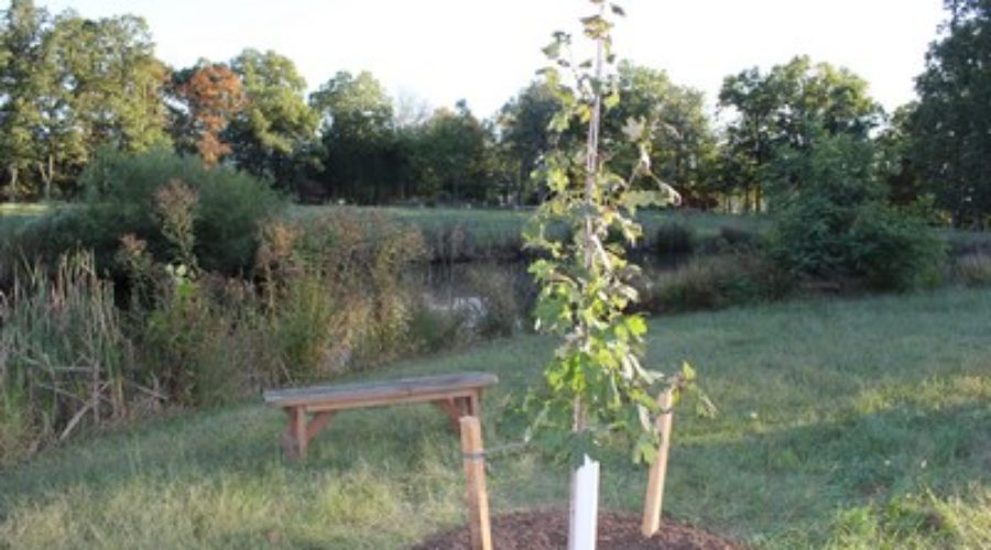 Low-Cost Trees Now Available for Spring 2022 Planting